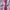 Yue Hua White & Pink Floral Cheongsam  photo 6