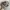 Spartan Logo Realtree hat by Signatures photo 1