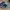 VANS Vintage Pria white tan red black gray yellow photo 4