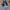 VANS Vintage Pria white tan red black gray yellow photo 5