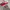 VANS AUTHENTIC RED CHILI photo 4