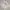 Skechers Casual T-shirt Pria white photo 2