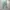 Ann Taylor Loft Celana AOP Motif Daun Celana Wanita photo 6