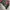 Harley Davidson Ride free Bella hadid photo 8