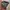 Harley Davidson Ride free Bella hadid photo 3