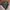 Harley Davidson Ride free Bella hadid photo 7
