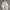 CHAPS RL VINTAGE WORK JAKET HARINGTON  photo 4
