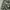 Albemarle Fatigue Camouflage Military Style Short Pants photo 2