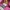 Omighty Y2K Bandeau top Wanita purple photo 3