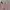 BODIES LAVISH PLEATED TENNIS SKIRT / SKORT BLUSH / ROK OLAHR photo 5