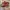 Sendal Birkenstock ANAK/WANITA photo 1