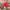 Adidas Sportwear Stripes Hat Red photo 1