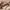 Longchamp Mini Pouch In Pappier / Cream / Papper photo 4