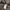 Springfield Wool Charcoal Gray Jacket photo 10