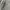 Springfield Wool Charcoal Gray Jacket photo 7