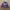 Valentino Biker Casual Trench coat Pria burgundy brown photo 2