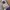 Nautica Gorpcore Track jacket Pria purple black photo 7