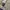 Nautica Gorpcore Track jacket Pria purple black photo 6