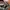 TOPI REALTREE/TRUCKER HAT/CAP photo 3