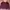 Hoddie Kangol photo 1