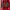 dennis berkamp jersey Arsenal FC home 1996/998 nike photo 3