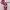 Cheongsam Sangjit Couple Party Dress
