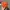 Topi vintage y2k bordir orange photo 1