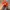 Topi vintage y2k bordir orange photo 4
