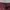 Casual Short Wanita burgundy photo 3