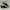 Palladium Pampa black white photo 1
