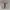 Palladium Pampa black white photo 4