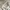 Urban Outfitters Lolita Coquette Crop top Wanita tan cream photo 5