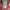 Timberland Burgundy A1398 Made in Bangladesh photo 4