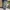 Celana jorts cargo Camell active photo 4