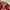 Cap Bass Pro Shops Red photo 5
