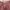 Semidress tartan maroon floral bordir coquette kawaii y2k photo 4