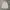 Luxury Formal shirt Pria white photo 2