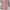 Tunik flower pink plisket pleats mididress oversize photo 1