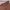 Vintage Y2K Short Wanita burgundy brown photo 6