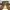 Timberland Classic 6 inc dark Brown  photo 1