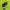 Dickies Streetwear Skater Jumper Pria green black photo 6