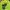 Dickies Streetwear Skater Jumper Pria green black photo 5