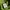 Grunge whimsy fairycore autumn morikei green jocomomola deni photo 6