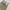 WORKPANTS DICKIES 874 KHAKI photo 4