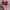 Vans Authentic Red photo 4
