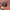 NHL Topi  Redwing Champion Cap