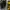 Dr. Martens Indie Minimalist Boots Pria black yellow photo 8