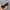 Ray Ban Vintage Biker Sunglass Pria Brown