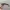 Ray Ban Vintage Biker Sunglass Pria brown photo 6