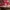 Nike SB DUNK X OFF WHITE University Red photo 8